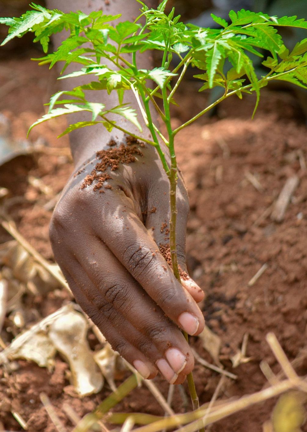 Close-up of a hand planting a sapling in brown soil, promoting reforestation in Uganda.